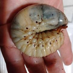 カブト虫幼虫　終了しました。の画像