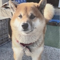柴犬4歳を探してます