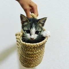 保護仔猫オス2匹、飼い主不在確認済み