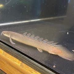 ポリプテルスセネガルスドラゴンフィン、ラプラディ