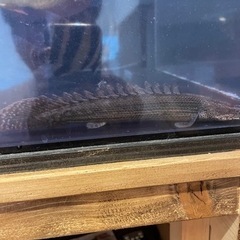 値下げ！　ポリプテルス　ビキールラプラディ　20cm程