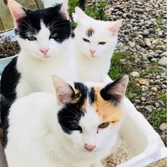 ハチワレ、三毛猫、白猫里親募集中