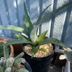 値下中！アガベ  アメリカーナ　ロックガーデン　観葉植物