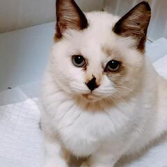 正式譲渡決定♡ラグドール風なおっとり系の女の子