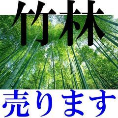 ＿＿竹林＿＿売ります＿＿