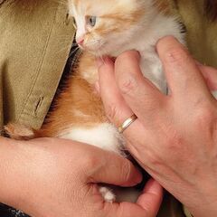 【募集停止中】子猫の里親募集です