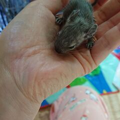 デグーの赤ちゃん