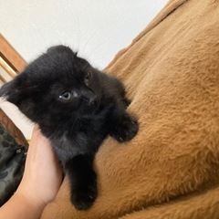 にゃんちゃん😸💓