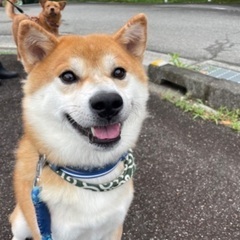 里親様決定しました！ありがとうございました。飼い主施設に入られた...
