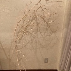 カラタチの木　ドライフラワー