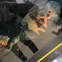 オスカー3匹の画像