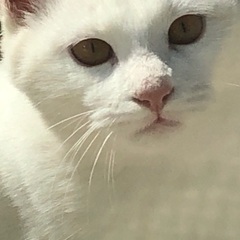 可愛い兄妹猫のオスです。