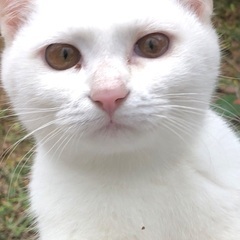 可愛い兄妹猫のメスです。