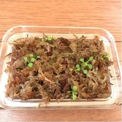 食虫植物　モウセンゴケのチビチビ