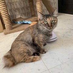 マンチカン風の長毛女子💕