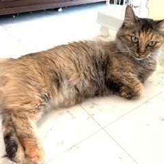 マンチカン風の長毛女子💕 − 大分県