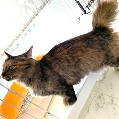 マンチカン風の長毛女子💕 - 猫