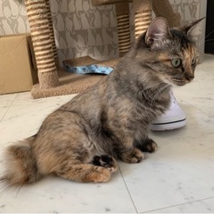 マンチカン風の長毛女子💕 - 中津市