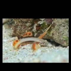 海水魚　サンゴ　水槽一式の画像