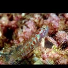海水魚　サンゴ　水槽一式の画像