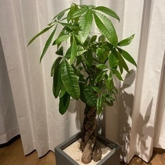 パキラ【観葉植物】
