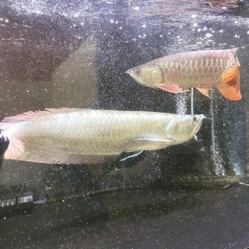 再値下げ！　ワイルドシルバーアロワナ　プラチナタイプ　約40cm
