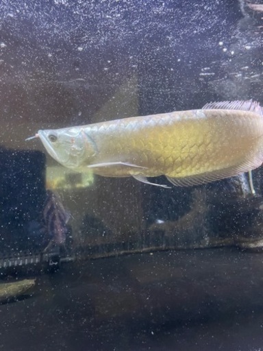 再値下げ！　ワイルドシルバーアロワナ　プラチナタイプ　約40cm