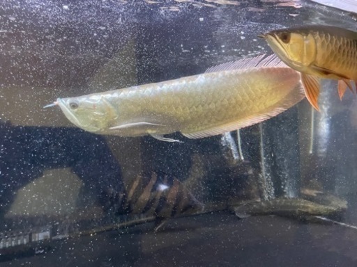 再値下げ！　ワイルドシルバーアロワナ　プラチナタイプ　約40cm