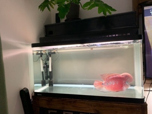 フラワーホーン引き取り限定