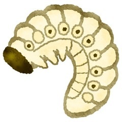 カブトムシ幼虫等　引き取ります【一時停止中】