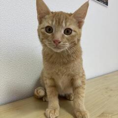 里親様きまりました　茶トラ、丸ドラ女の子姉妹、レアですの画像