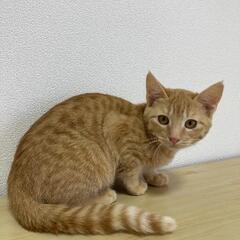 里親様きまりました　茶トラ、丸ドラ女の子姉妹、レアです - 福津市