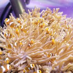 カクレクマノミ (ニモ) 5匹、我が家で生まれた子供たち♪︎の画像