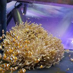 カクレクマノミ (ニモ) 5匹、我が家で生まれた子供たち♪︎