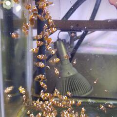 カクレクマノミ (ニモ) 5匹、我が家で生まれた子供たち♪︎の画像