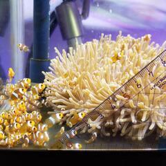 カクレクマノミ (ニモ) 5匹、我が家で生まれた子供たち♪︎の画像