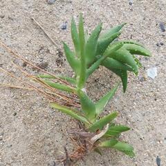 植物。すぐに植えれます！