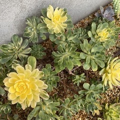 愛染錦