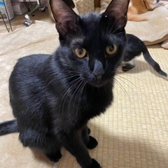 バエないとは言わせない