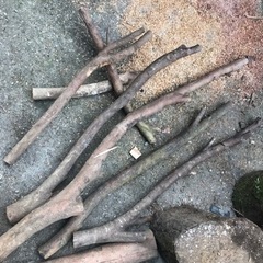 小枝