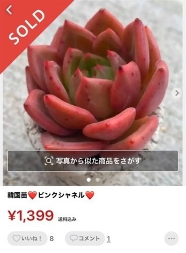 ピンクシャネル