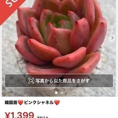 ピンクシャネル