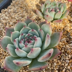 桃太郎