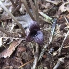 《引取歓迎》カンアオイ　ミチノクサイシン　3株　花苗　山野草