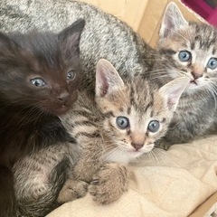 里親募集！生後1ヶ月の仔猫ちゃん3匹［お話中］