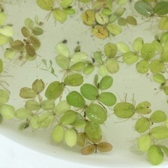 サルビニア サンショウモ 浮き草②