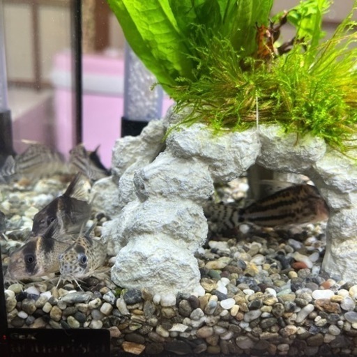 GEXアクアリスタ　ガラス水槽セット(熱帯魚付)