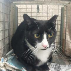 猫の去勢・避妊の問題で困っている方がいましたら、ご相談ください　...