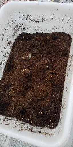 カブトムシ幼虫  30匹