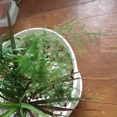 寄せ植え差し上げます